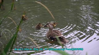 カルガモ親子の安否確認＃3   Good News　Spot-billed duck parent and chicks safety # 3