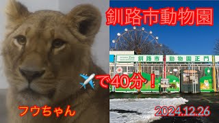 2024年12月26日【釧路市動物園】フウちゃんに会いにまた行って来ました😆今回はあまり遊ばなかったけど食欲旺盛な場面が見られて安心🥰#釧路市動物園#ライオン#フウ#ゆうひ