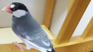 ウチの桜文鳥 マメ　イスを アスレチックにして遊ぶ ようす　運動不足解消！？