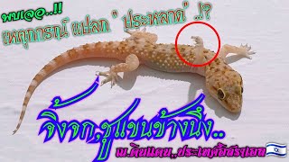 จิ้งจกชูมือข้างนึง.. ท่าทางแปลกประหลาด!! (15/06/64) /หลุยส์ลูกอิสาน