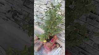 Krishna Tulasi #tulasikotamuggulu #tulasipooja #garden #herbs #tulasi #shorts