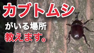 カブトクワガタが沢山とれる！バナナトラップを仕掛けるべき場所３選