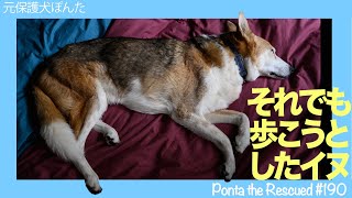 それでも歩こうとしたイヌ 　元保護犬ぽんた　#190