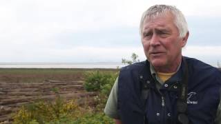 Day 6 - Water's Edge: Feeding The Masses of Hundreds of Thousands of Western Sandpipers