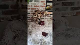 Silly serval cat has a SURPRISE GIFT for you...... it's cabbage