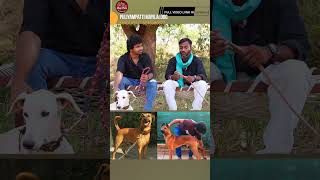 Kombai dog aggression #shortvideo #short #nativebreeds #dogaggression #dog #rajapalayam #kannidogs