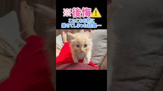 【後悔⚠️】こねこをお膝に乗せてしまった結果…