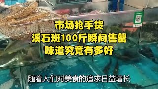 市场抢手货！溪石斑100斤瞬间售罄，味道究竟有多好？