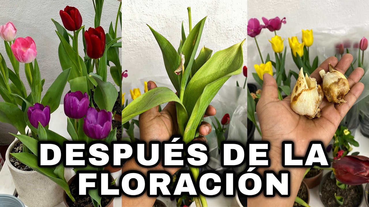 Que Hacer Después De La Floración De Tulipanes O Tulipán Holandes