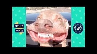 TRY NOT TO LAUGH - Cute Funny Animals Compilation | Funny Vines September 2018
