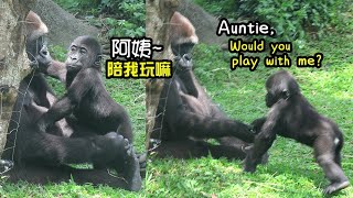 Gorilla Ringo wanted auntie Tayari to play with him|金剛猩猩Ringo一直和阿姨Tayari撒嬌,要陪玩,Jabali跟小R玩耍