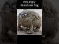 Desert Rain Frog, War Cry - BATTLE, Round 1  #shorts