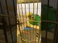 自分の名前を言うインコのるるちゃん セキセイインコ shorts おしゃべり