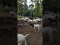 Our boer goat herd was all complaints tonight and screaming at us. Where are the goat treats?