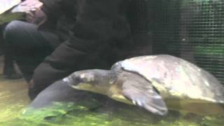 Carettochelys insculpta スッポンモドキ Ueno Zoo,Tokyo,Japan 恩賜上野動物園