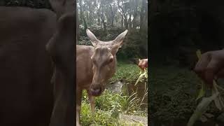 റോഡരികിൽ നിൽക്കുന്ന മ്ലാവ്🦌 നെല്ലിയാമ്പതി യാത്രയിൽ😍#malayalam #couplevlog #travel #animals #forest