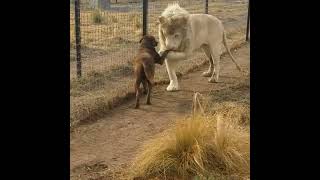 lion and dog frendship | wildlife status | #shorts #viral #wildlife