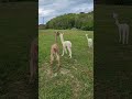 Alpaca hair cuts - Day after results #farmlife #alpaca #nigeriandwarf #goats