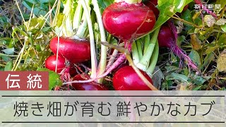 古来の焼き畑農法で作る、在来野菜「河内カブラ」