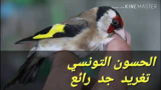 تغريد طائر الحسون التونسي صوت جميل و تغريد رائع🦜