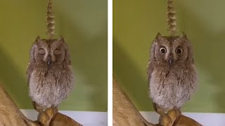 Girl Places Feather On Owl's Head - Owl Acts Confused