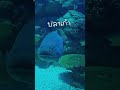 aquarium mini vlog🐳🦑 ไปหว้ากออควาเรียม ดูปลาเพลินมาก มีภาพกะพรุนเรืองเเสง