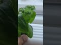 How to Propagate Basil Clippings in Water Kratky Method #shorts #basil #hydroponics #hydro #kratky