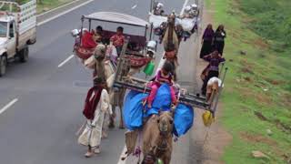 Migration of Kutch maldhari