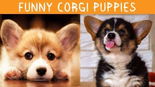 Funny Corgi Puppies | TikTok Compilation