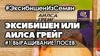 🌱 #1 Эксибишен или Аилса Грейг | Посев. | Крупный лук из семян за один сезон