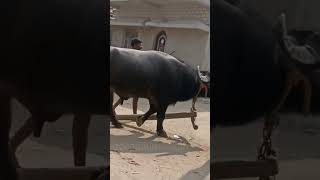 #সন্তোষ মাহাতো #new #viral #video #কাড়া_লড়াই