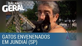 População denuncia extermínio de gatos em Jundiaí (SP)