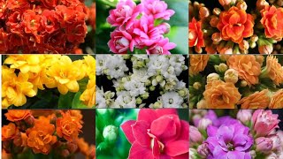 Kalanchoe Flowers Blooming Heavily | 10 Different Colours Of Kalanchoe Flowers