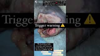 animal abuser,  dog's penis private part cut. punish under IPC section. prevention of cruelty act