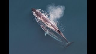 Facts: The Sei Whale