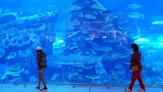 Exploring Dubai Aquarium | Under water Zoo 🐟 🐠 🎣 🐡 🐟 Dubai | Largest Aquarium in the world🌎