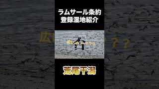 荒尾干潟を紹介！【ラムサール条約湿地紹介】#shorts #ramsar #ラムサール条約 #荒尾干潟