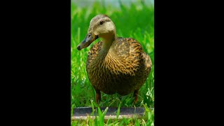 Hybrid female Mottled duck calling \u0026 eating // Pata Moteada híbrida llamando y comiendo. #shorts