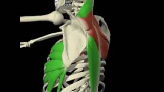 Scapula Up Row 2