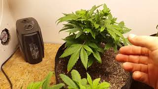 First week under the #MarsHydro #Ts1000  for these vegging girls. A #Cannabis #Grow story.