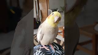 Thinking Cockatiel Bird 🐦 🤔 #cockatiels #cuteanimals #birds #cute #funnyanimals #thinking #parrot