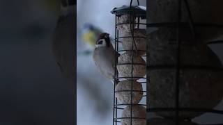 Birds eating all the fat balls they can!