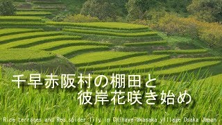 千早赤阪村の棚田と 彼岸花咲き始め　大阪府南河内郡　2018  Rice terraces and Red spider lily in Osaka Japan