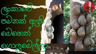 Golubella is a medicine found only in Sri Lanka