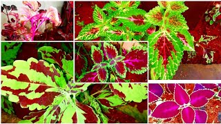 5 Types Of Coleus Plant 🌿||5 തരത്തിൽ ഉള്ള മാസംമാറികൾ||coleus||plants||Riyu_s world 🔔