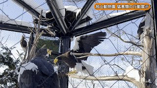 教えて 坂東園長!  猛禽類の生態