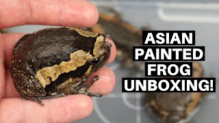 Asian Painted Frog Unboxing From LLLReptile! Chubby Frogs - Benjamin's Exotics