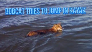 Bobcat swims to jump on my kayak