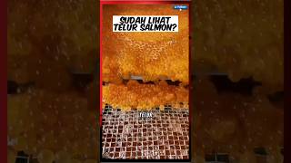 Proses pengambilan telur salmon #salmon #ikan #telursalmon #viralshorts