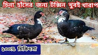 চিনা হাঁসের জন্য টক্সিন  খুবই খারাপ || cina hash || চীনা হাঁস #চিনা_হাঁসের_খামার #graduate_farmer